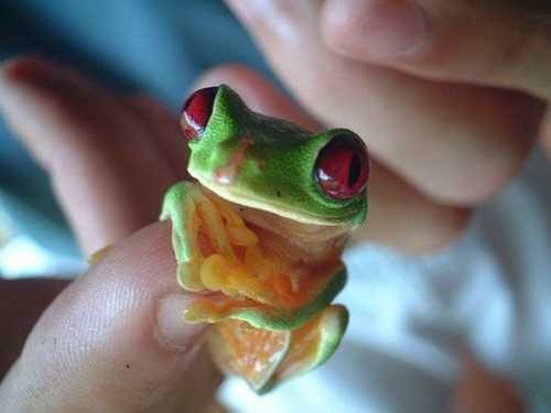 [cutest_smallest_animals_03_preview.jpg]