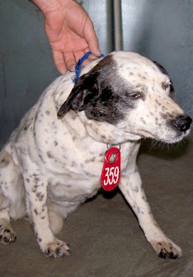 border collie heeler