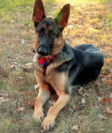 german shepherd craigslist lizardmarsh hays ks stolen gsd german shepherd craigslist lizardmarsh hays ks stolen gsd