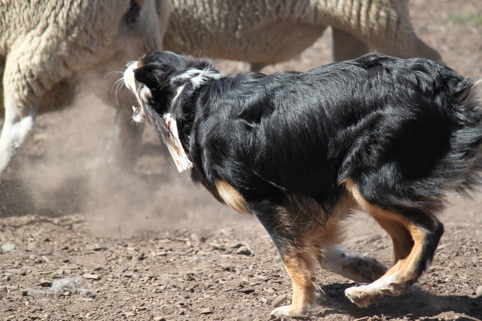 Australian Shepherd herding sheep Australian Shepherds