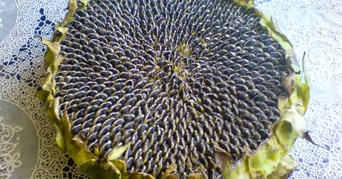 An Englishman in Poland Polish passion for sunflower seeds