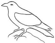 Outline Birds