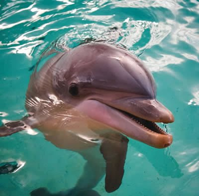 photographs of dolphins wallpapers only pictures gallery