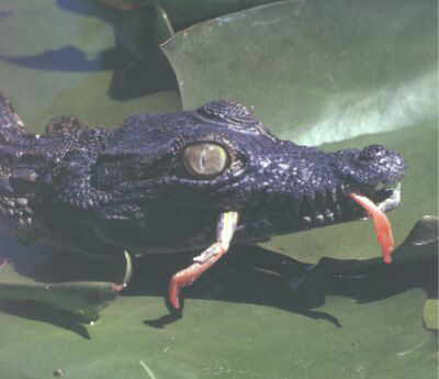 Crocodiles eating people in water photos