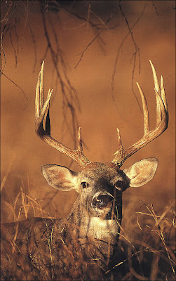 Deers antlers pictures deers head photos collection