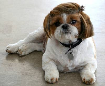 cute puppy with Prom Hair cuts pictures