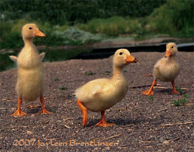 wild life of cute ducklings pictures collection