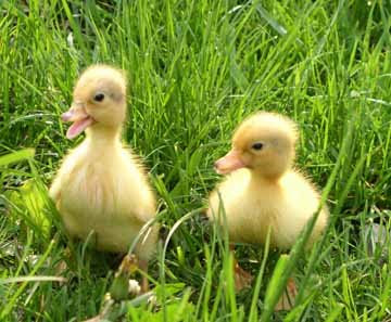 images of ducklings clip art,ducklings coloring pages