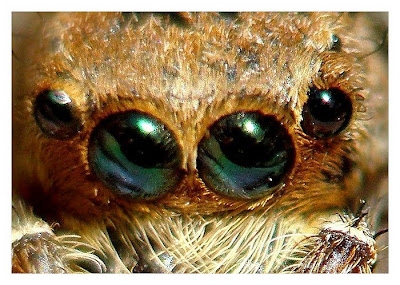 Pictures of poisonous/garden spiders eyes/spiders walk wallpapers