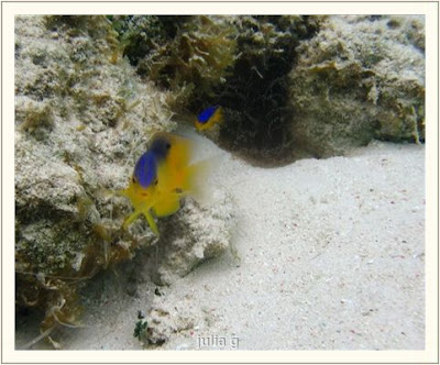 Video pics of cute fishes<br />