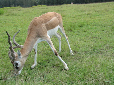Free downloading pictures of black buck deer photos