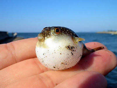puffer fish cartoon. Cute Baby puffer fish pictures