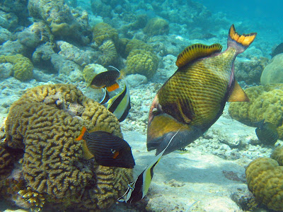 free downloading pictures of triggerfish photos