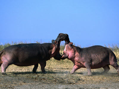Hipopotamus fighting photos