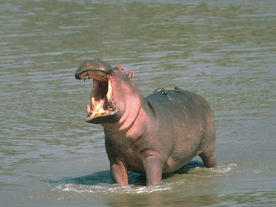 Hipopotamus amphibius in water