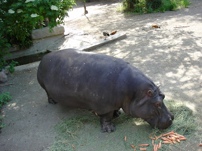 Hipopotamus eating food wallpapers