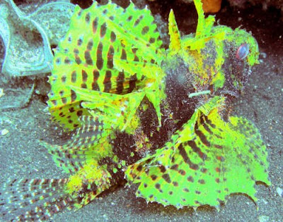 Green lionfish in salt waters(sea) pictures<br />