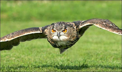youtubes of Owl Flying eye vision