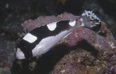 video pics of Magpie Sweetlips fishes
