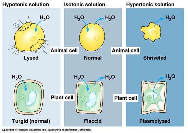 [c8x12cell.osmolality.jpg]