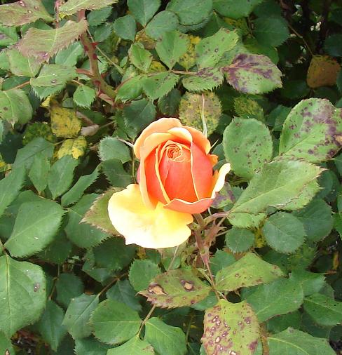 [DSC01206.JPG]