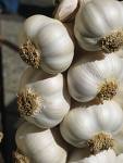 [garlic.jpg]
