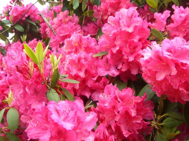 [Rhododendron+(4).JPG]