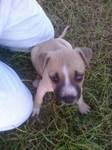 Male I. Pictured at 6 wks. Owned by Manuel of STT