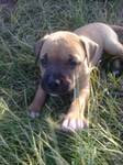 Male II "Soldier". Pictured at 6 wks. Owned by D. Aubain on STT