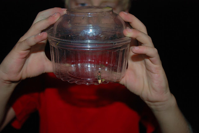 catching lightning bugs catching lightning bugs
