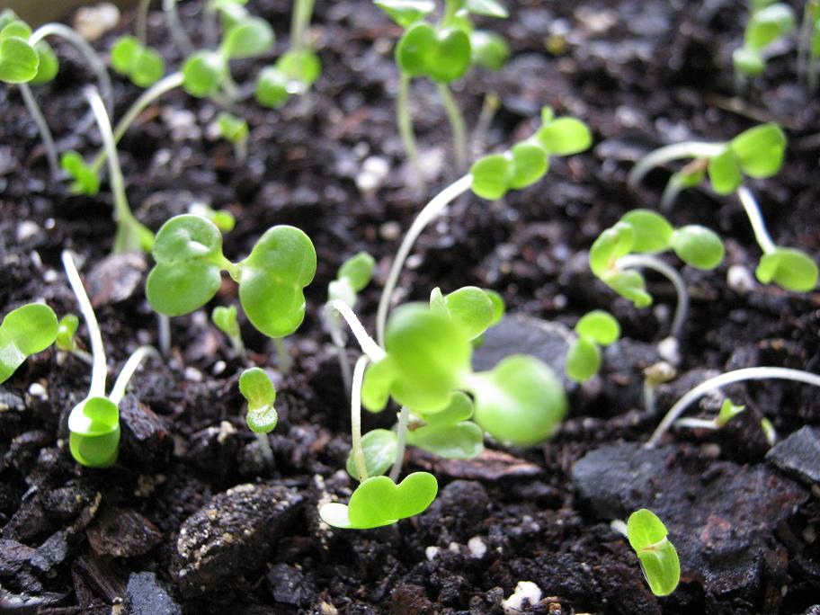 [LettuceBabies.jpg]