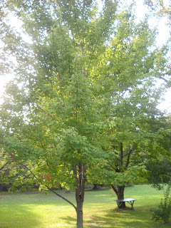 How Tall Does A Red Maple Tree Grow - How Big Does A Japanese Maple Get