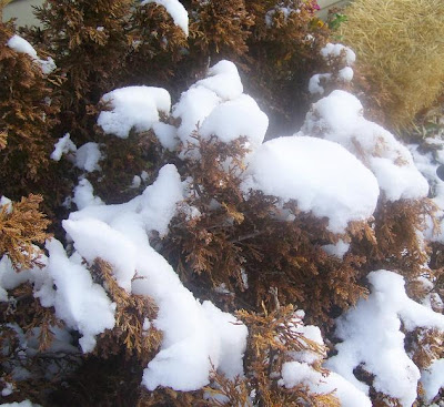 Ugly Bush