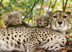 Filhotes de guepardo