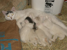 Dirty and her kittens
