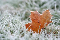 Winter Lawn Care Tips 3 Frosty+Grass