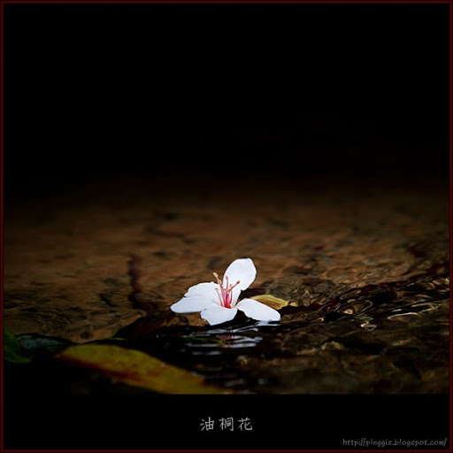 油桐花