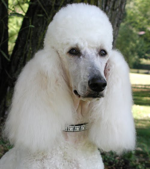 jumbo poodle