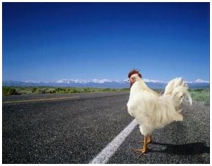 [Frango+atravessar+rua.jpg]