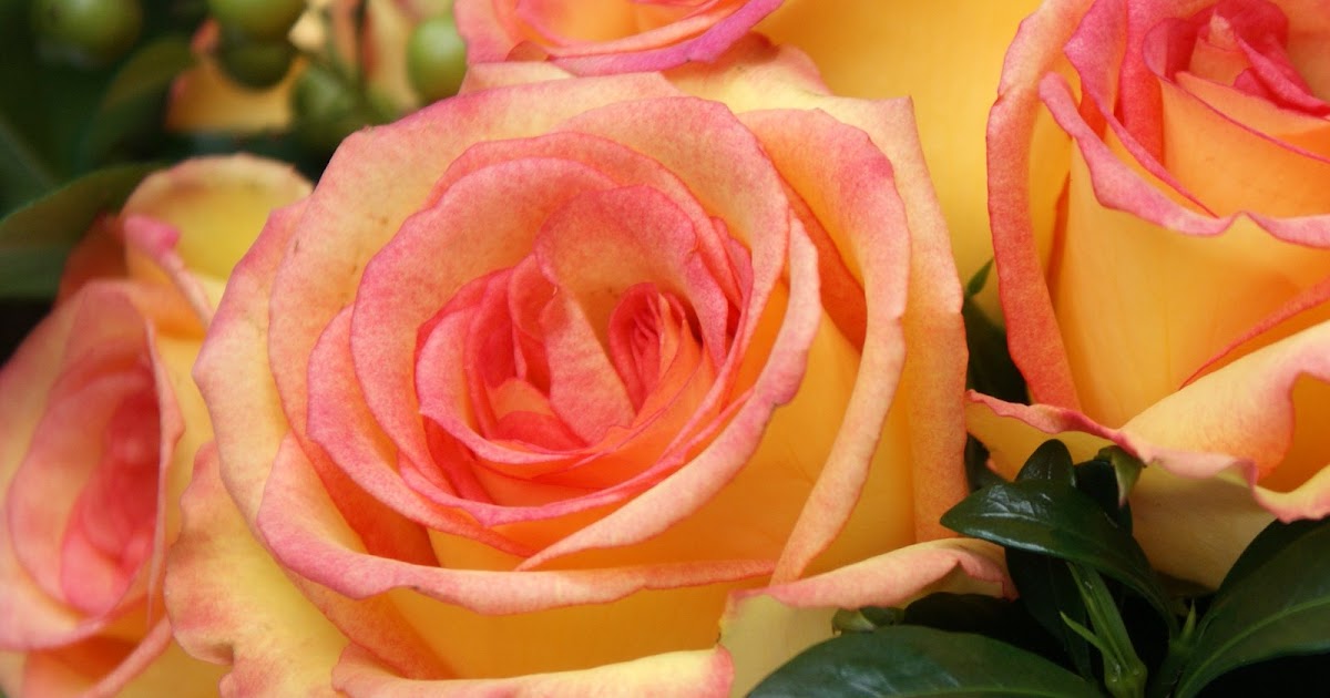 A Little Loveliness: Pumpkin Roses