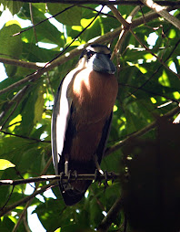 The rare boat-billed heron...