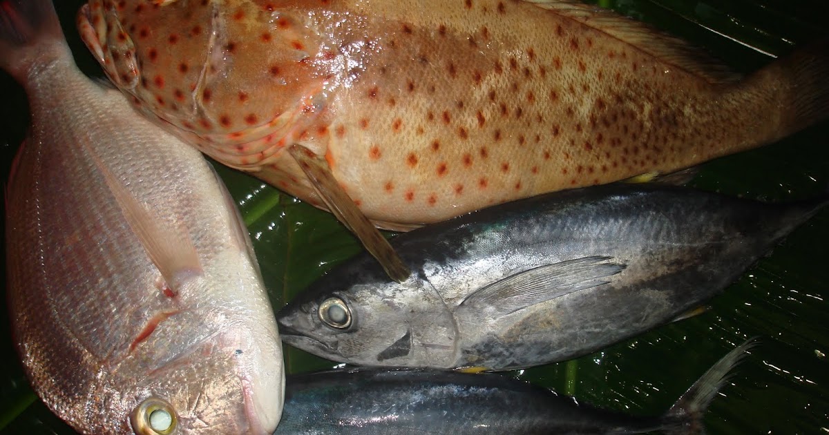Reel and Grill Mixed Bag of Fish from Sri Lankan Waters 2