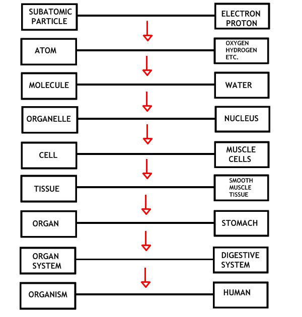 Mrs. Stein's 3rd Period STS Biology: WOOOOOOO NEW UNIT!