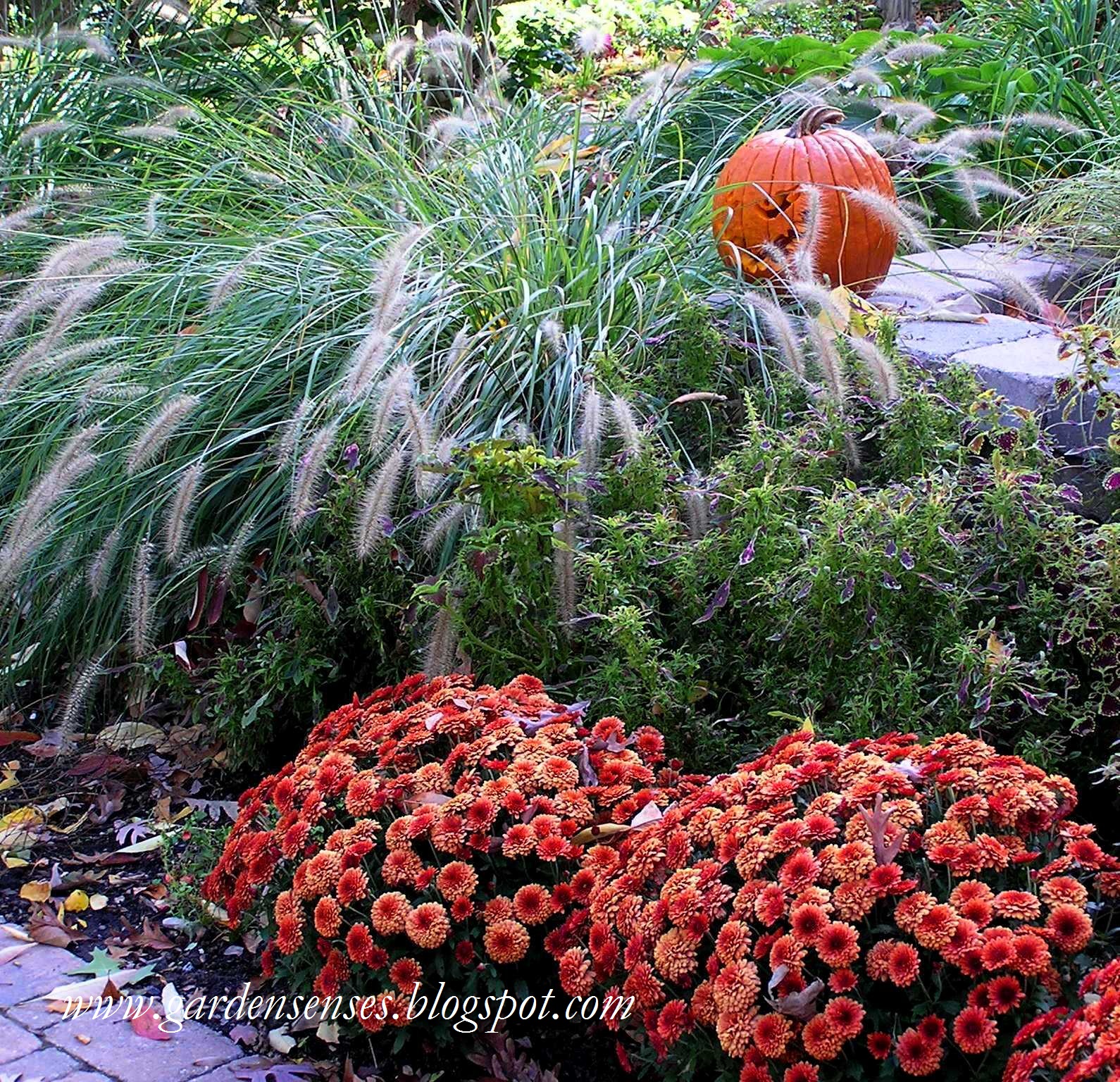 Garden Sense Mums More Great Combinations.