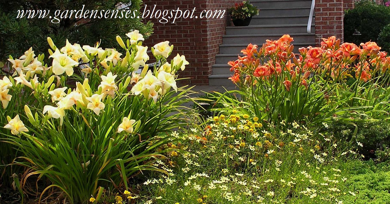 Garden Sense Daffodils and Daylilies Make a Great Pair