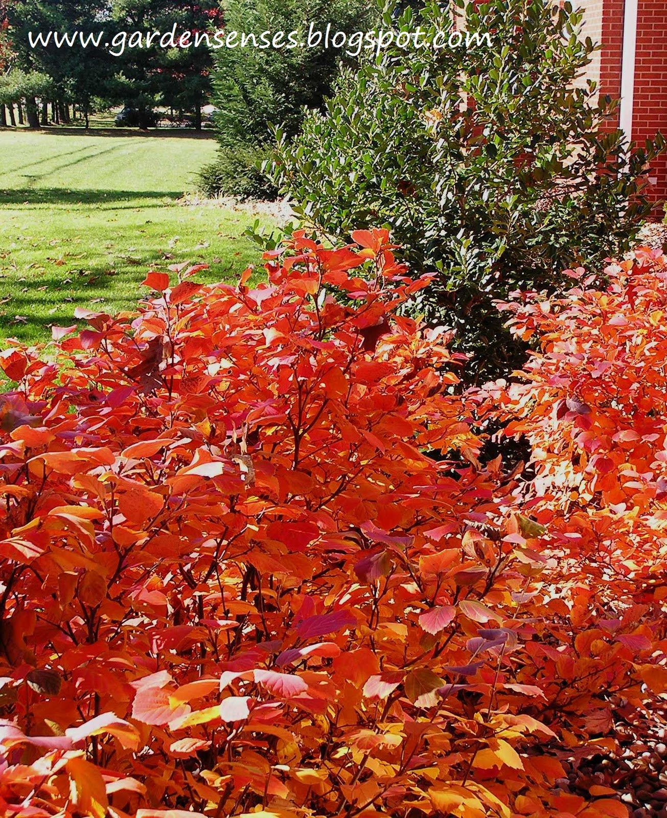 Garden Sense Fall Color Shrubs
