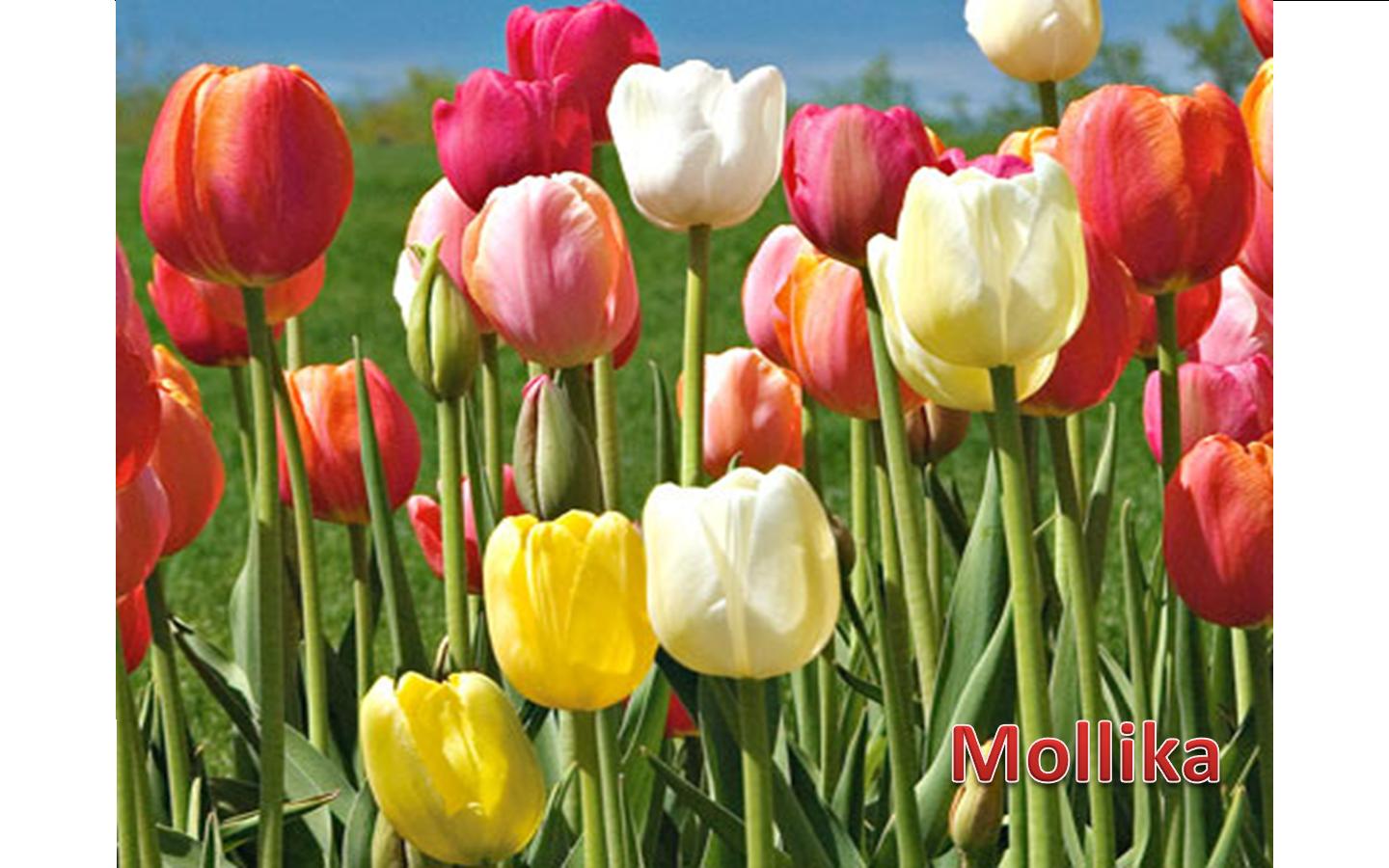 Flowers of Bangladesh Tulip