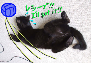 黒猫Piko（ピコ）のブログ: <b>レシーブ</b> Receive