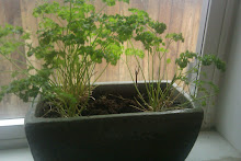 Windowsill parsley