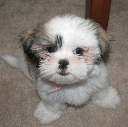 Shih+tzu+mixed+puppies+for+sale